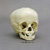 16-month-old Human Child Skull