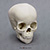 4-year-old Human Child Skull