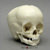 1-year-old Human Child Skull