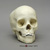 8-year-old Human Child Skull