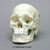 Human Male European Skull with Calvarium Cut and Numbered