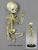 Flexible Human Fetal Skeleton