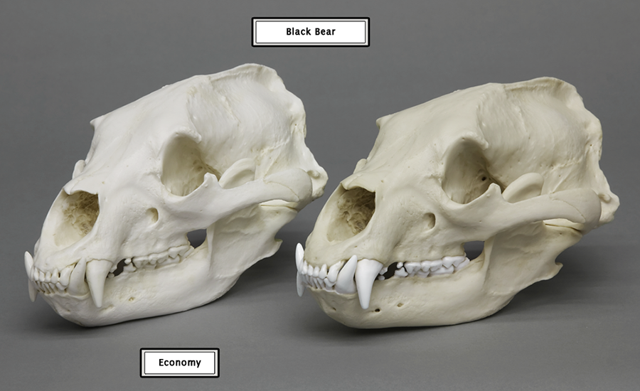 Economy Comparison Human Skull 01