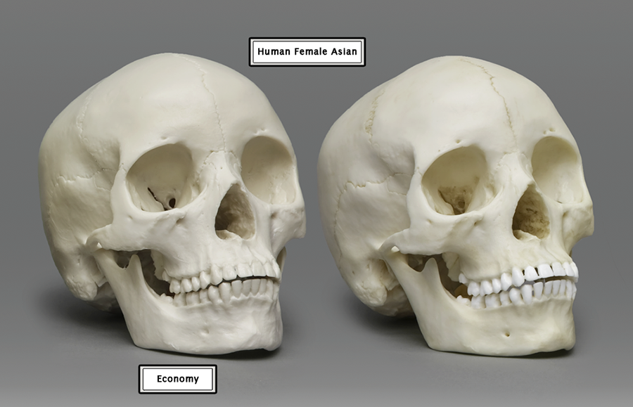 Economy Comparison Human Skull 01