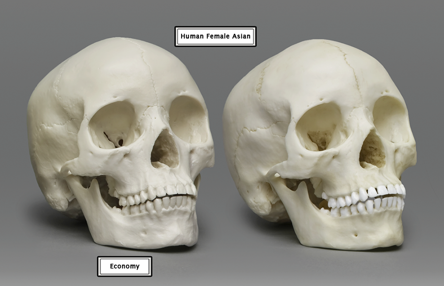 Dietary Comparison Economy Skull Set - Bone Clones, Inc. - Osteological  Reproductions