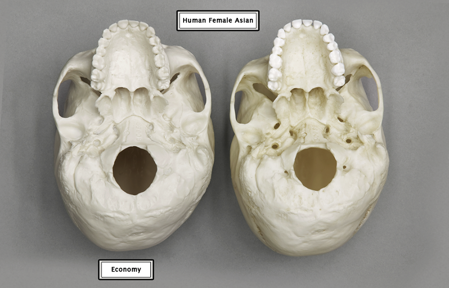 Economy Comparison Human Skull 01