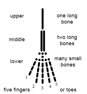 Limb Diagram