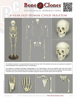 6-year-old Human Child