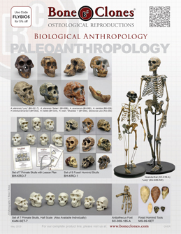 Biological Anthropology