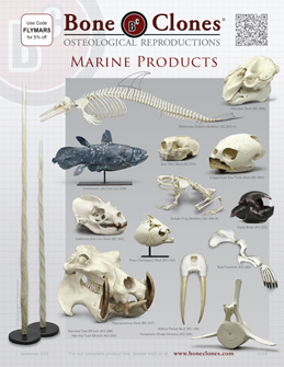 Marine Animals