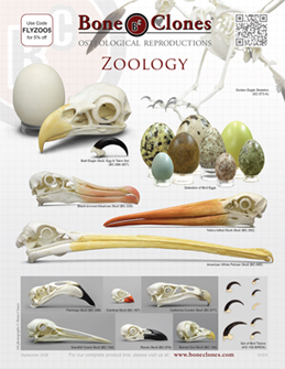 Zoology