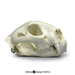 Cougar Skull, Male