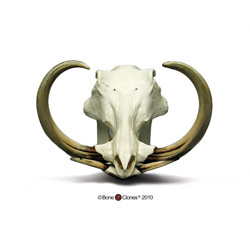 Warthog Skull and Tusks