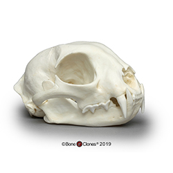 Bobcat Skull, Male