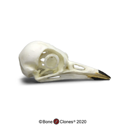 American Robin Skull