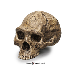 Homo erectus Economy Cranium