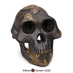 Australopithecus afarensis Skull Lucy