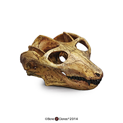 Cynodont - Probainognathus jenseni Skull