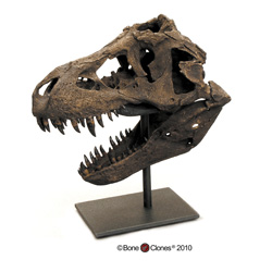Tyrannosaurus rex Skull, 1:9 Scale