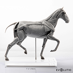 Horse Anatomical Figure 1:10 scale