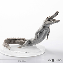 Crocodile Anatomical Figure 1:8 scale