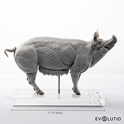 Pig Anatomical Figure 1:8 scale