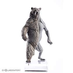 Grizzly Bear Anatomical Figure 1:12 scale