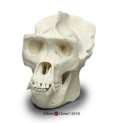Gorilla Skull, Half Scale