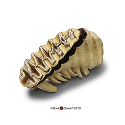 African Elephant Tooth
