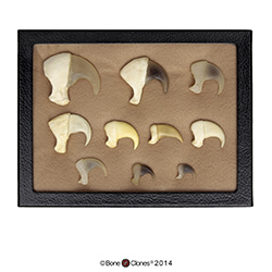 Set of 10 Cat Claws in Riker Box