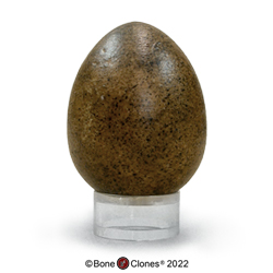 Peregrine Falcon Egg