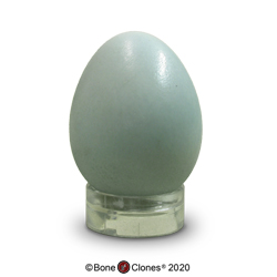 American Robin Egg