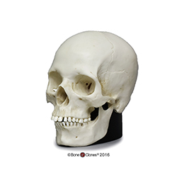 Human Female European Skull, Half Scale
