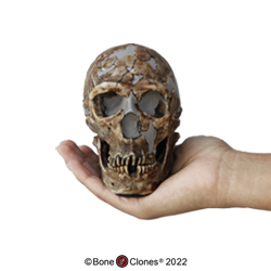 Homo neanderthalensis Skull Shanidar 1, Half Scale