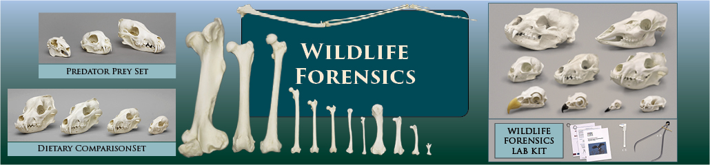 wildlife forensics