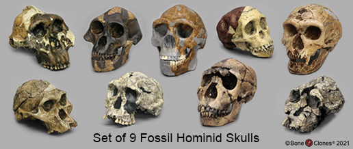 Set of 9 Fossil Hominid Skulls