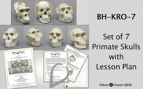 Homo erectus Economy Cranium - Bone Clones, Inc. - Osteological