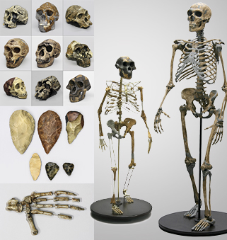 Fossil Hominids