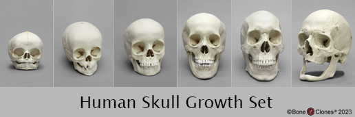 Human Skull Growth Set