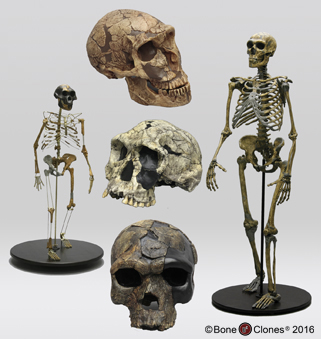 Fossil Hominids