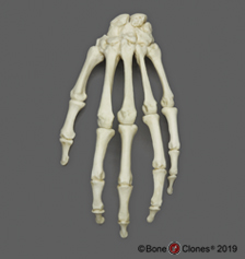 Bone Clones, Inc. - Osteological Reproductions