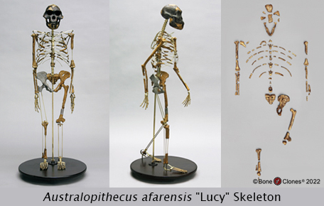 Neanderthal Skeleton Articulated - Bone Clones, Inc. - Osteological  Reproductions