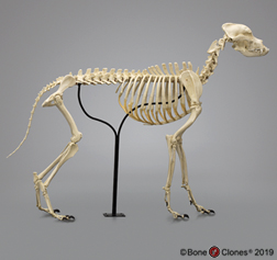 Large Dog Skeleton
