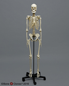 Human Female European Skeleton
