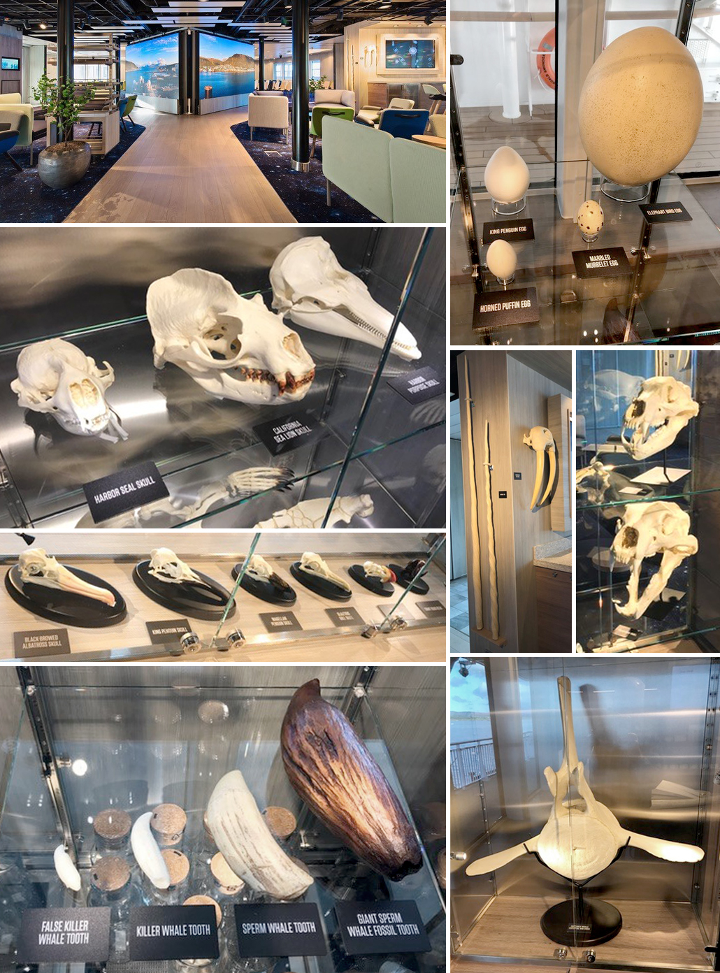 Bergdorf Goodman Windows - Bone Clones, Inc. - Osteological Reproductions