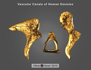 Human Ossicles Set of 6 (left and right)