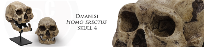 Dmanisi Skull 4