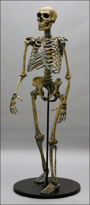 Neanderthal Skeleton