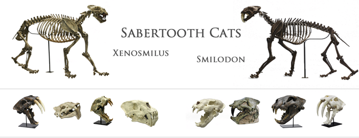 Sabertooth Cats