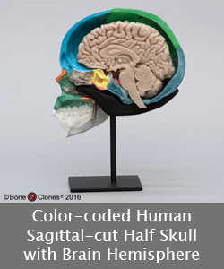 Color-coded Half-skull